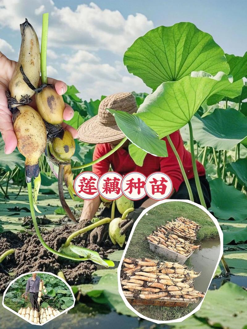 河北浅水莲藕种植技术有哪些要点?-图1 河北浅水莲藕种植技术有哪些要点?-图1