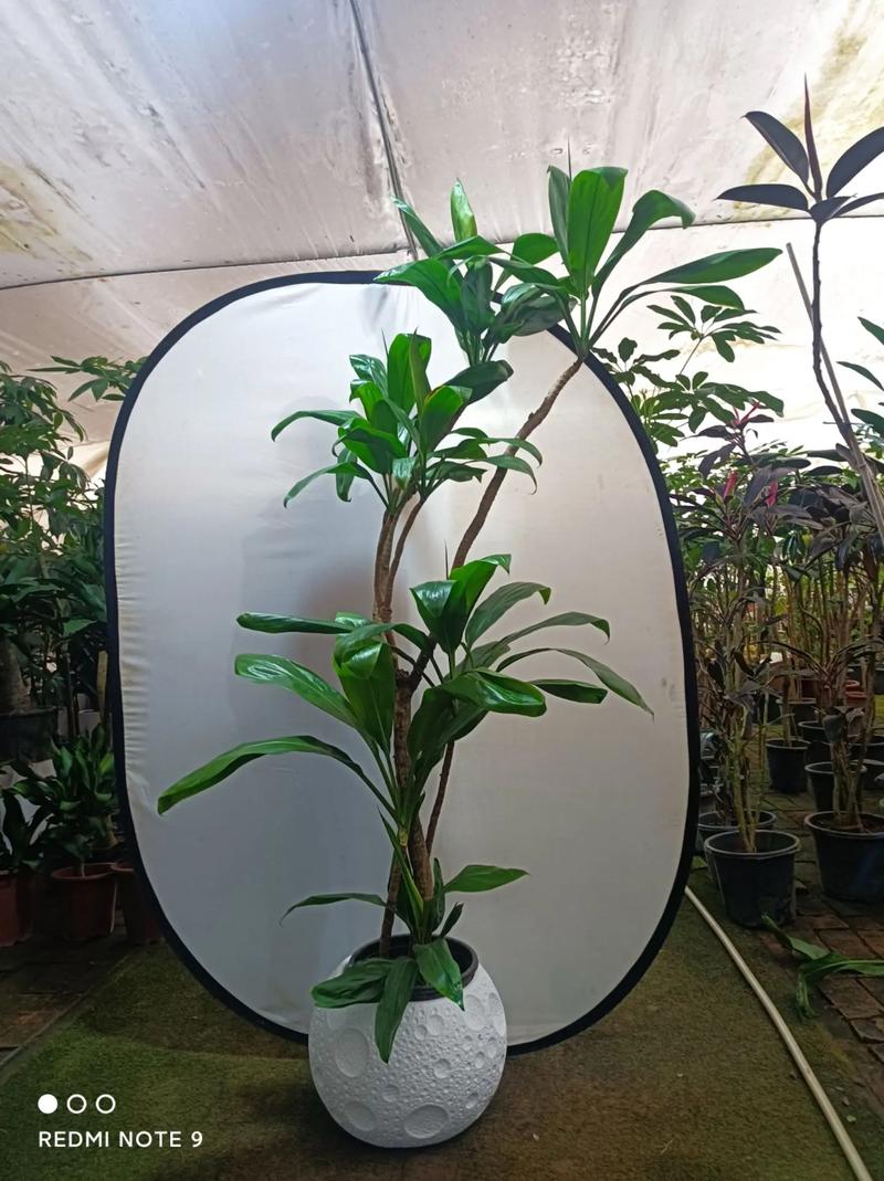 盆栽花卉种植视频,新手如何快速入门?-图3 盆栽花卉种植视频,新手如何快速入门?-图3