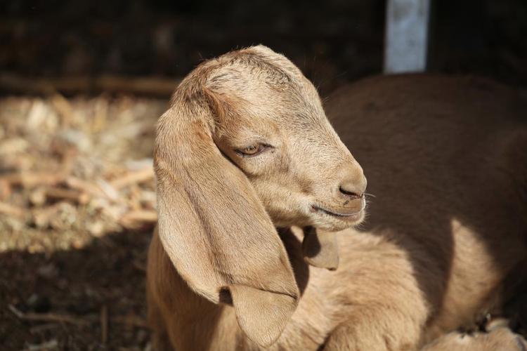 刀郎羊养殖技术中国有哪些核心要点？-图3