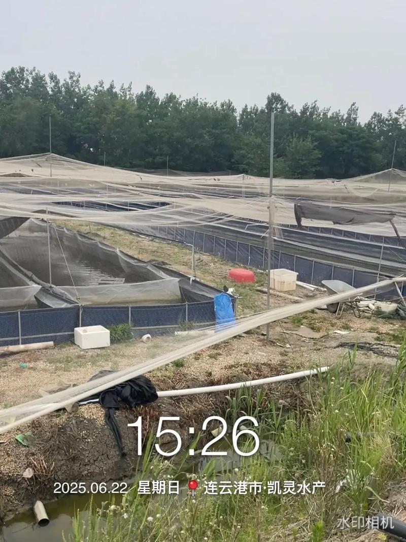 水蛭养殖最关键技术有哪些？-图2