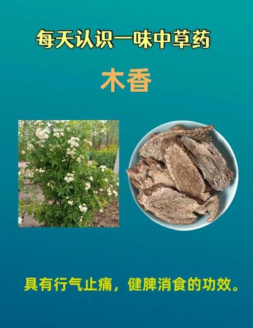 木香如何高效种植与管理?-图1 木香如何高效种植与管理?-图1