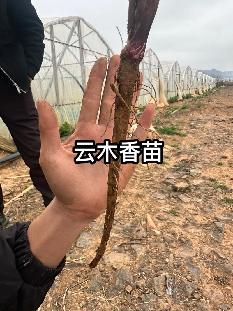 木香如何高效种植与管理？-图3