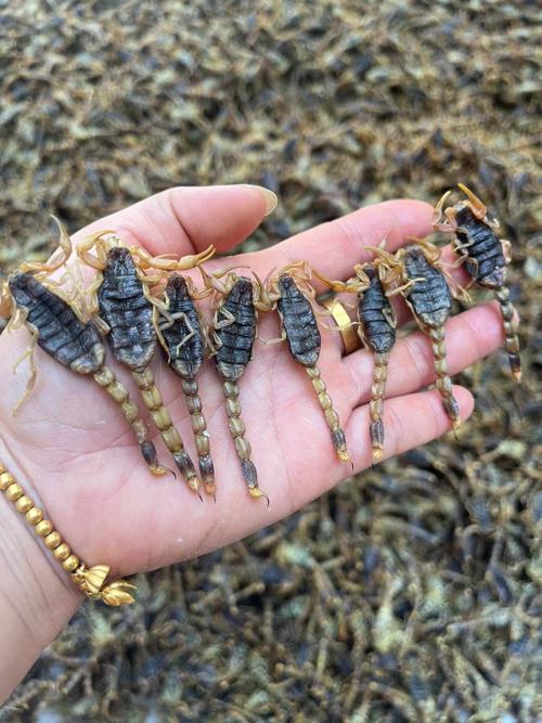 2025年洛阳蝎子价格会涨还是跌?-图1 2025年洛阳蝎子价格会涨还是跌?-图1