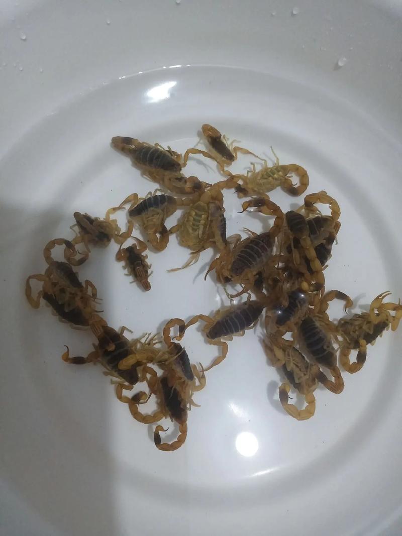 2025年洛阳蝎子价格会涨还是跌?-图2 2025年洛阳蝎子价格会涨还是跌?-图2