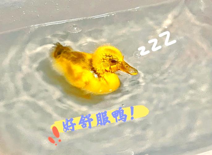 养鸭哪个品种最赚钱?-图3 养鸭哪个品种最赚钱?-图3