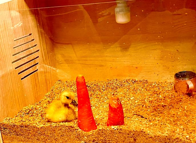 养鸭哪个品种最赚钱?-图2 养鸭哪个品种最赚钱?-图2