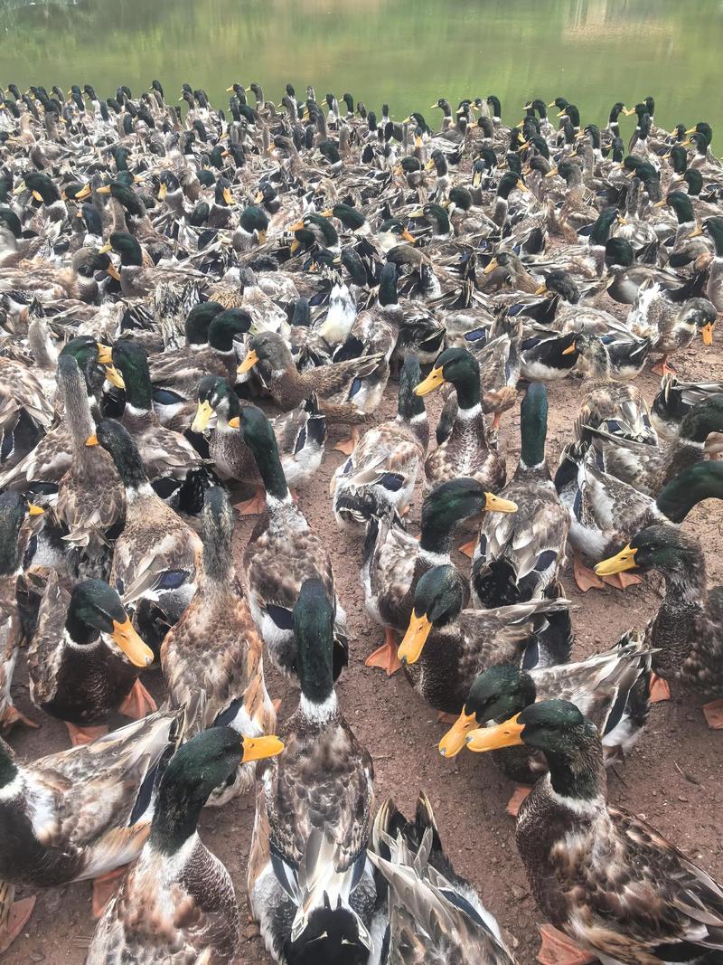 养鸭哪个品种最赚钱?-图1 养鸭哪个品种最赚钱?-图1