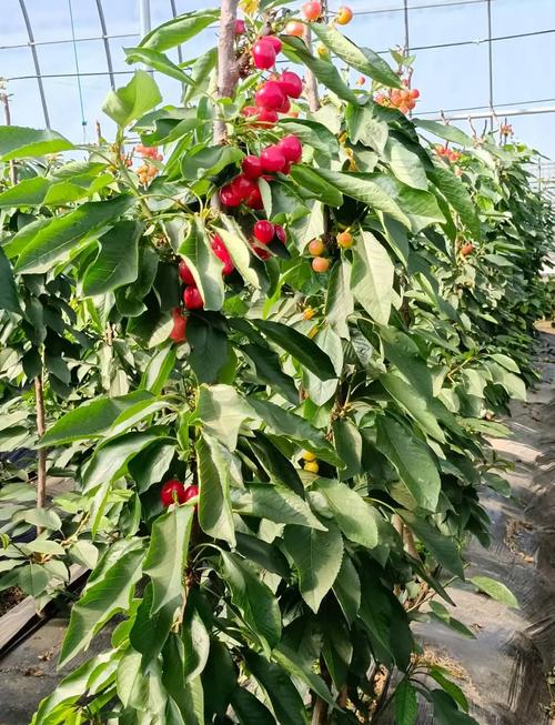 樱桃品种不同,种植方法有何差异?-图1 樱桃品种不同,种植方法有何差异?-图1