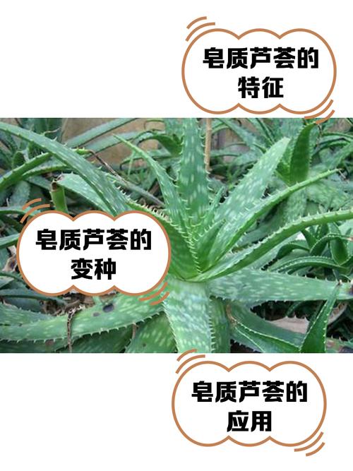 如何辨别芦荟品种?-图1 如何辨别芦荟品种?-图1