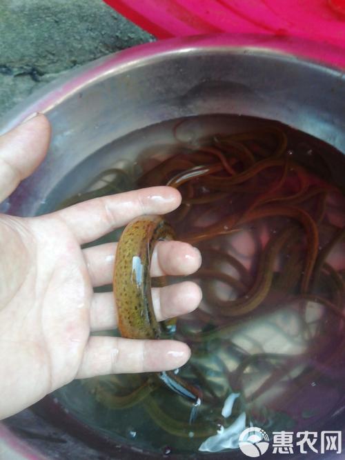 广东黄鳝求购价多少?-图1 广东黄鳝求购价多少?-图1