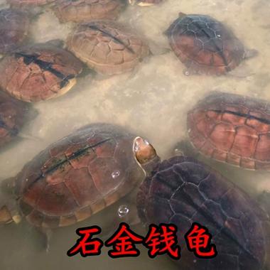 2025越南石金钱价格会涨还是跌?-图2 2025越南石金钱价格会涨还是跌?-图2