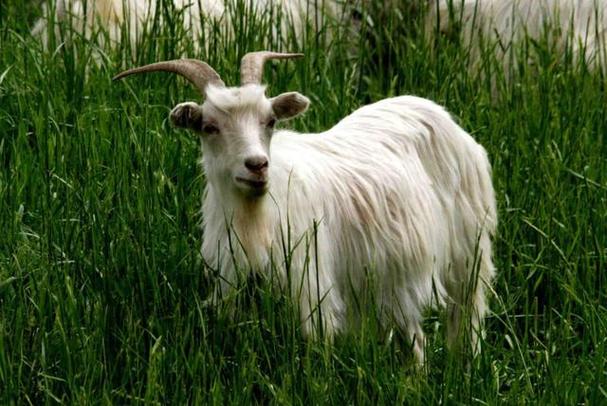中国最有前景的山羊品种是哪个？-图3