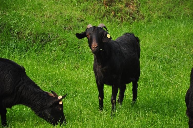 中国最有前景的山羊品种是哪个？-图1