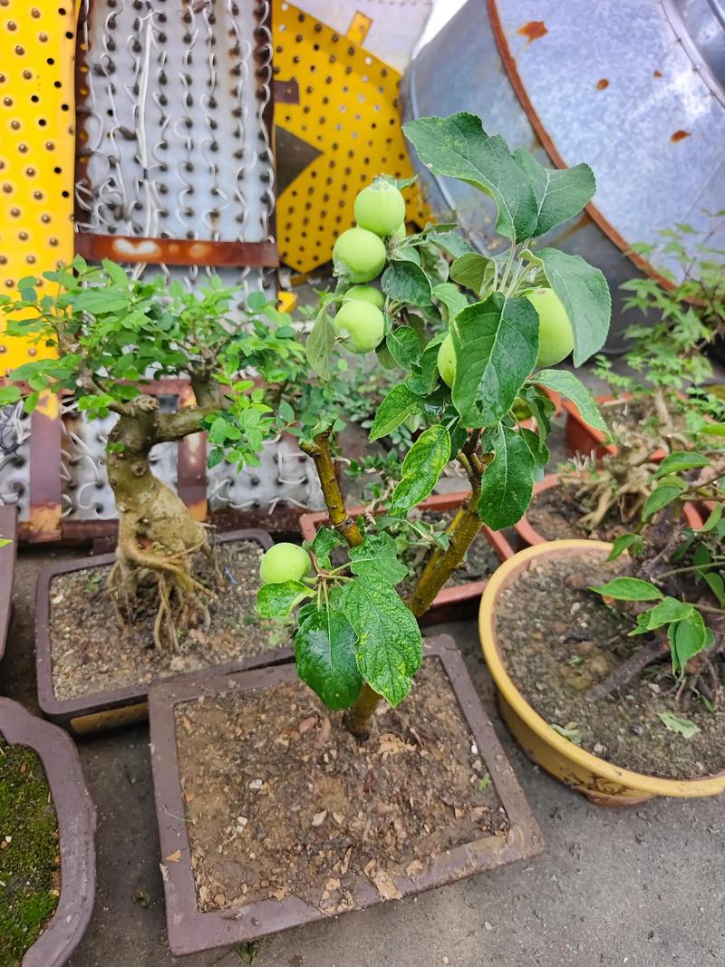 盆景苹果栽培技术要领有哪些关键点?-图2 盆景苹果栽培技术要领有哪些关键点?-图2