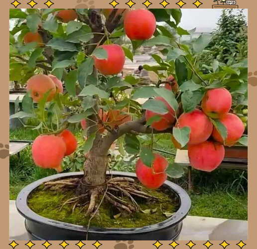 盆景苹果栽培技术要领有哪些关键点?-图3 盆景苹果栽培技术要领有哪些关键点?-图3