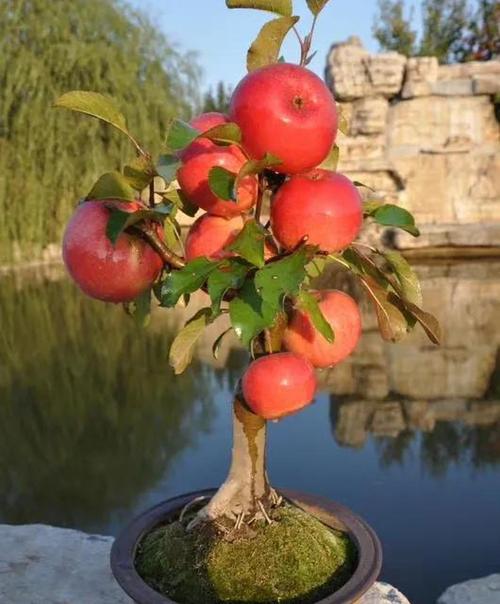 盆景苹果栽培技术要领有哪些关键点?-图1 盆景苹果栽培技术要领有哪些关键点?-图1
