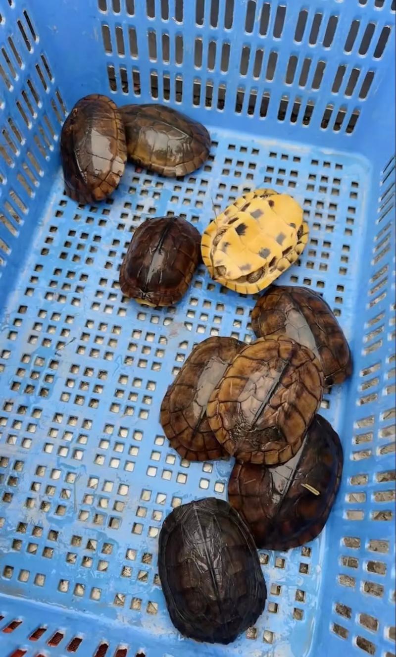 2025石金钱种龟价格-图1 2025石金钱种龟价格-图1