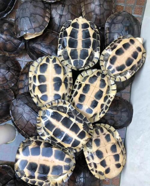 2025石金钱种龟价格-图3 2025石金钱种龟价格-图3