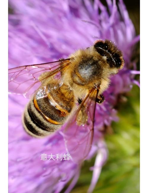 湖北养蜂,哪个品种最合适?-图1 湖北养蜂,哪个品种最合适?-图1