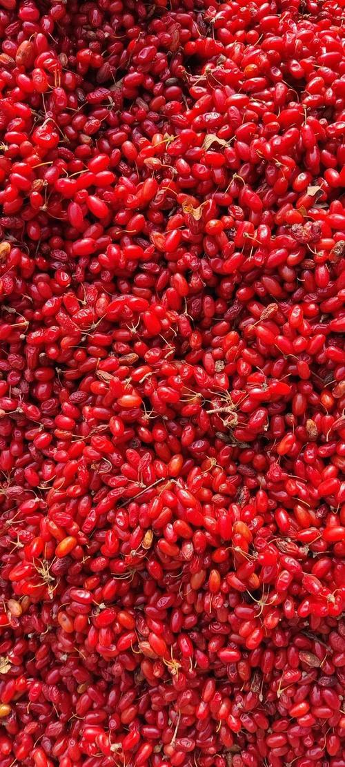 茱萸图片有多少品种?-图2 茱萸图片有多少品种?-图2