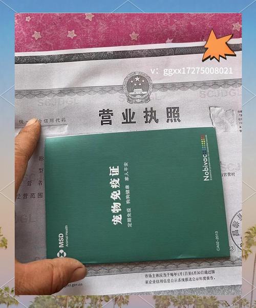 哪些狐狸品种适合当宠物?-图1 哪些狐狸品种适合当宠物?-图1