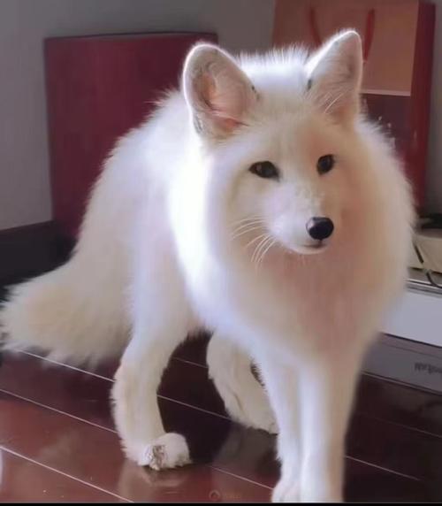 哪些狐狸品种适合当宠物?-图2 哪些狐狸品种适合当宠物?-图2