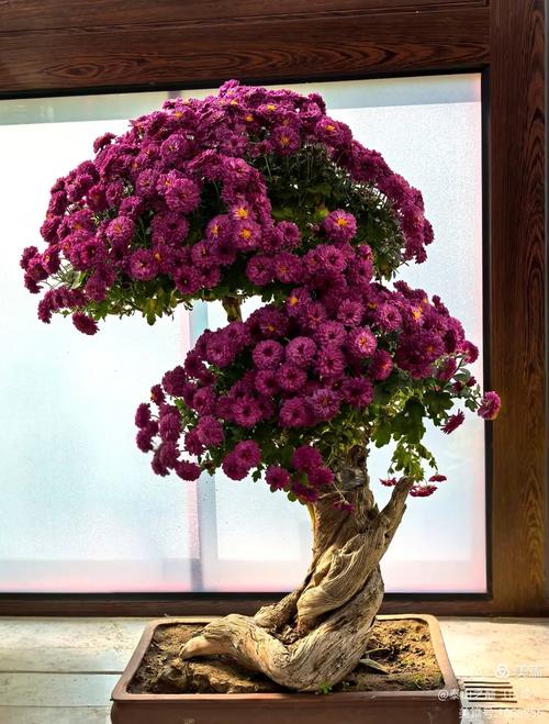 什么品种做盆景最好菊花-图2