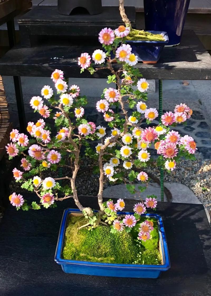 什么品种做盆景最好菊花-图1