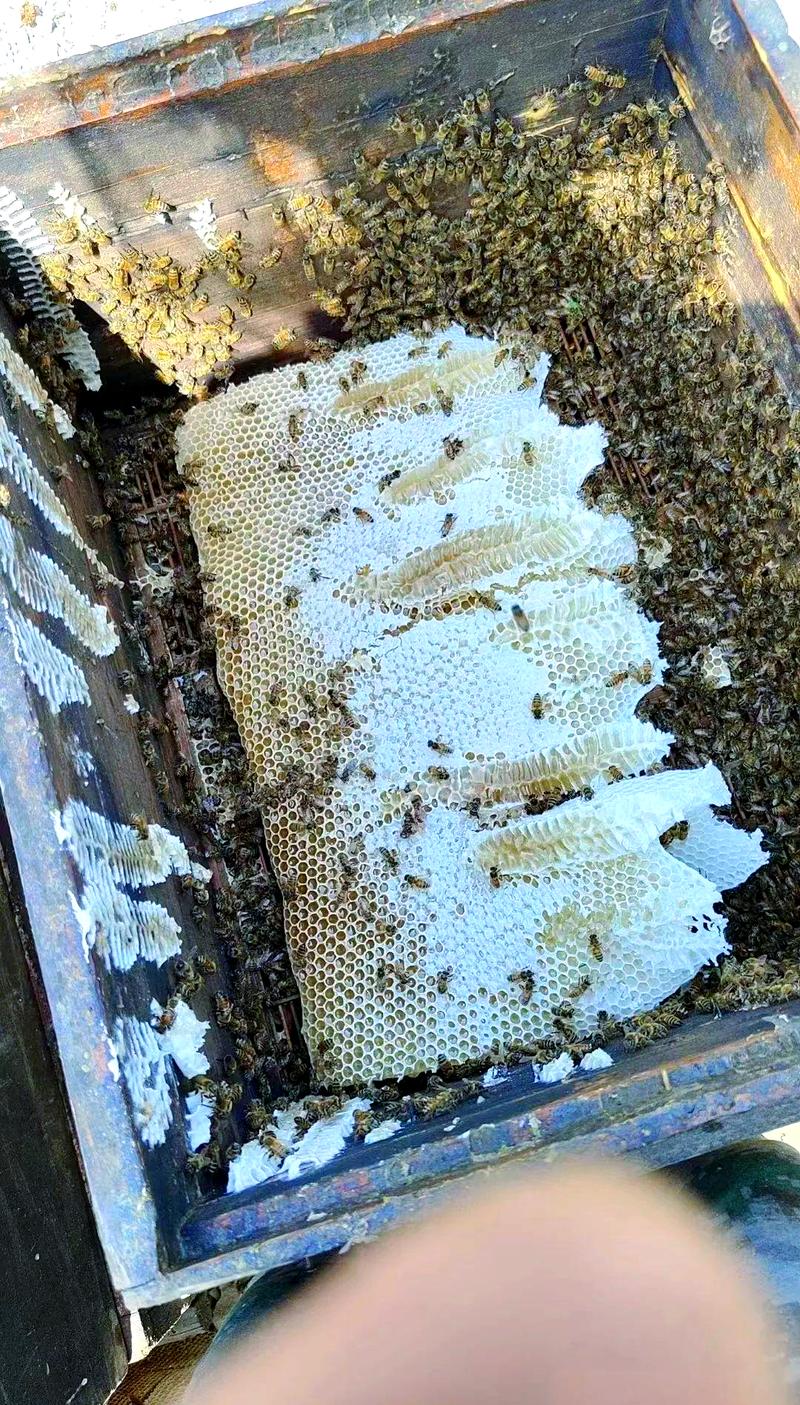 养蜂赚钱吗？技术好学吗？-图2