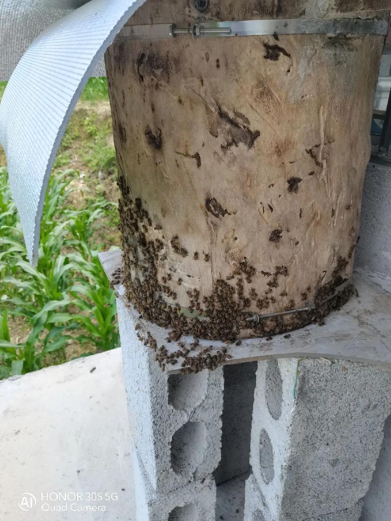 养蜂赚钱吗？技术好学吗？-图3