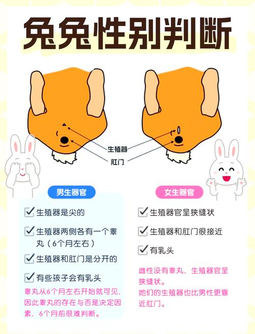 兔子繁殖技术方法有哪些?-图1 兔子繁殖技术方法有哪些?-图1