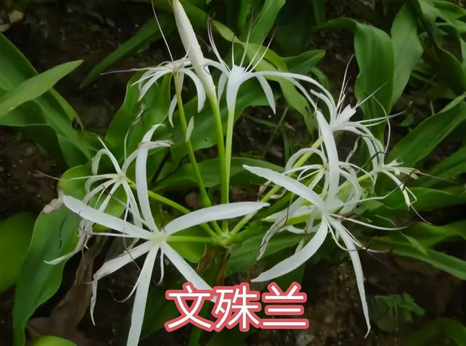 球根花卉品种有哪些?-图1 球根花卉品种有哪些?-图1