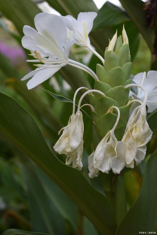 球根花卉品种有哪些?-图3 球根花卉品种有哪些?-图3