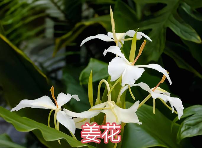 球根花卉品种有哪些?-图2 球根花卉品种有哪些?-图2