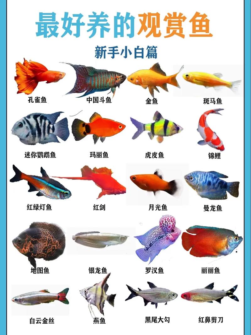 常见养殖鱼品种大全图片-图1