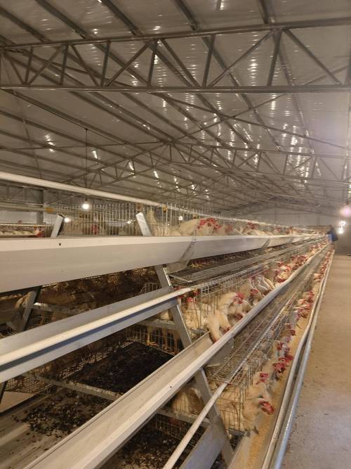 蛋鸡养殖核心技术有哪些?-图2 蛋鸡养殖核心技术有哪些?-图2