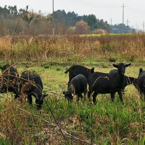 广西圈养羊，选啥品种最合适？-图2