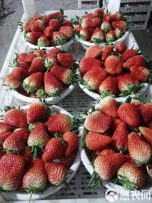 最新温室草莓品种有哪些?-图1 最新温室草莓品种有哪些?-图1