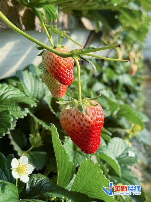最新温室草莓品种有哪些?-图3 最新温室草莓品种有哪些?-图3