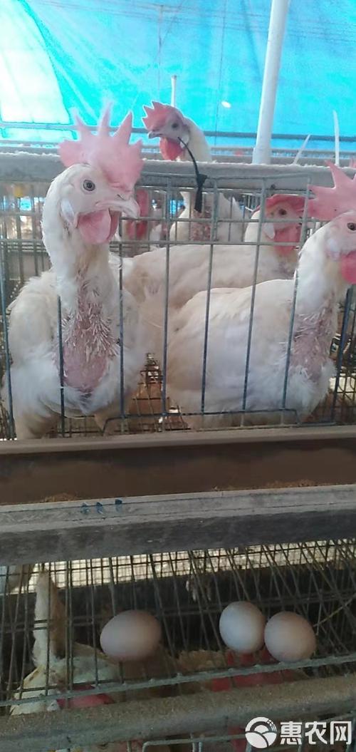 淘汰白色蛋鸡是什么品种？-图1