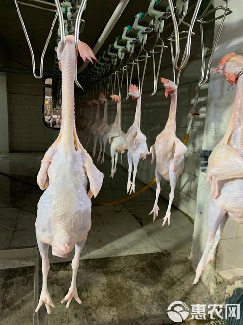 淘汰白色蛋鸡是什么品种？-图2