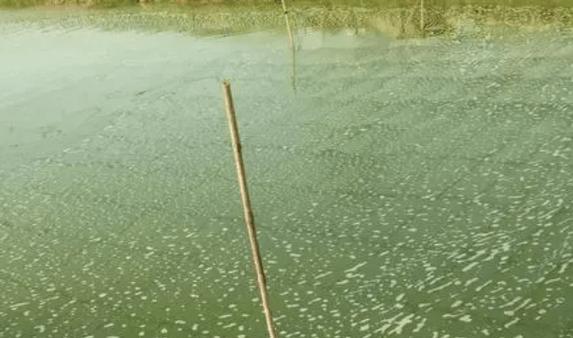 草鱼养殖技术有哪些关键要点？-图2