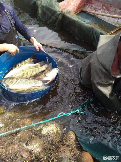 草鱼养殖技术有哪些关键要点？-图3