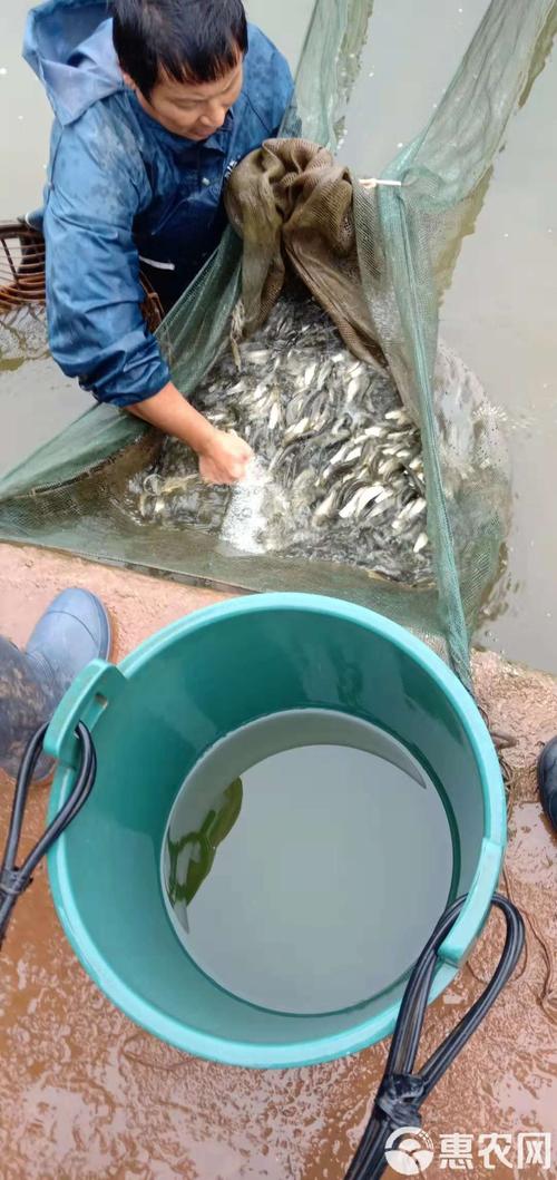 草鱼养殖技术有哪些关键要点？-图1