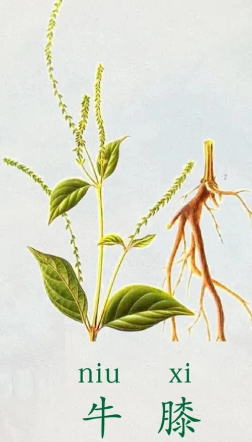 牛膝2025年价格会涨还是跌？-图2