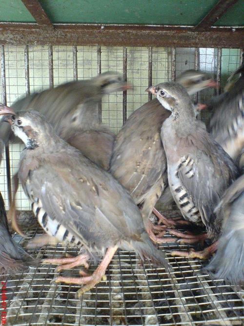 鹧鸪苗新品种饲养有何优势？-图1