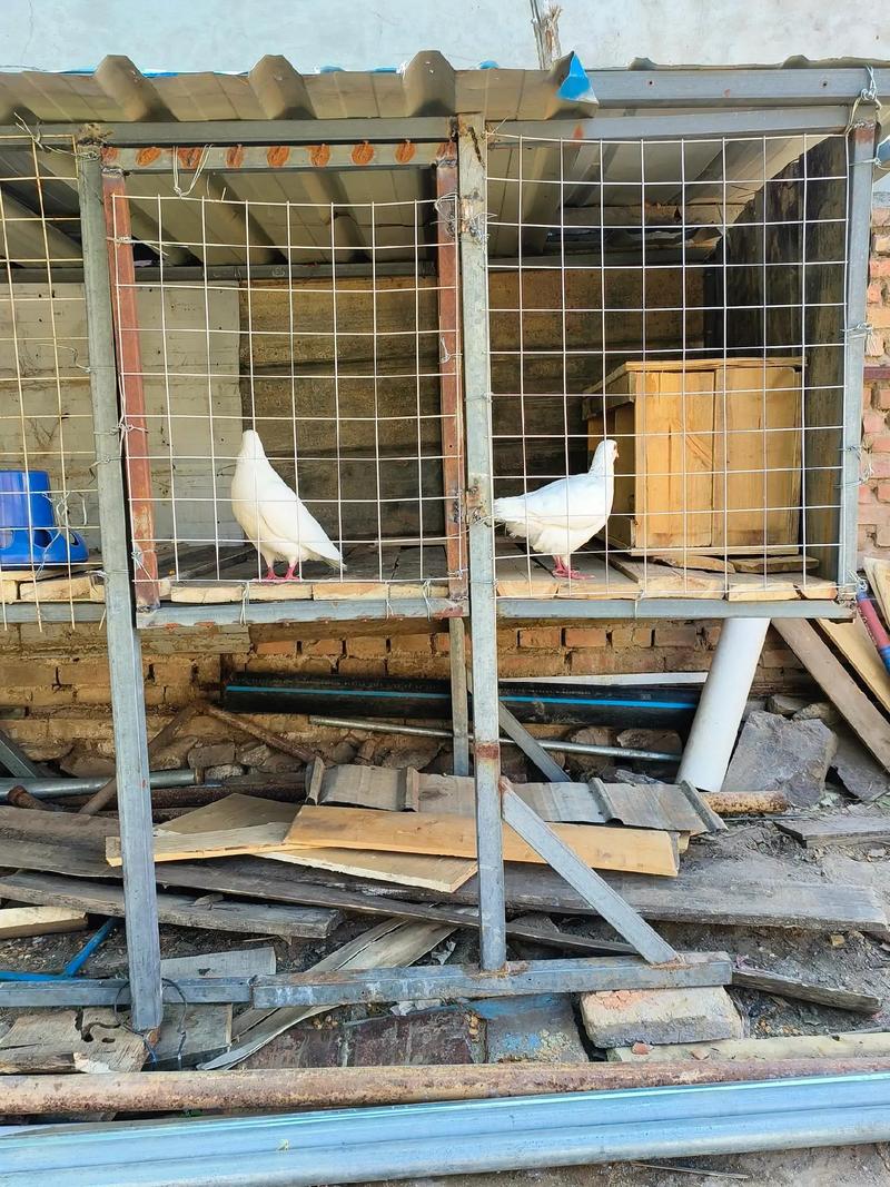 信鸽子养殖技术视频，关键步骤有哪些？-图3