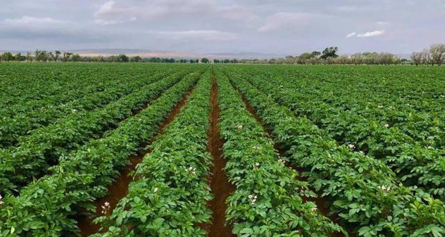 马铃薯种植技术如何助农致富增收?-图1 马铃薯种植技术如何助农致富增收?-图1