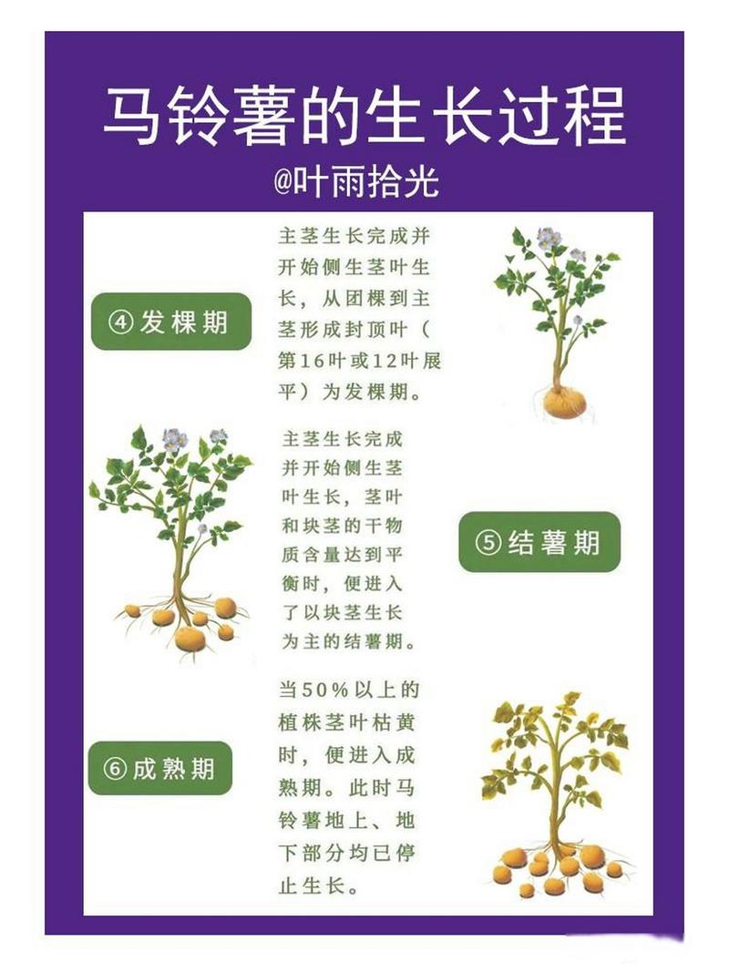 马铃薯种植技术如何助农致富增收?-图3 马铃薯种植技术如何助农致富增收?-图3