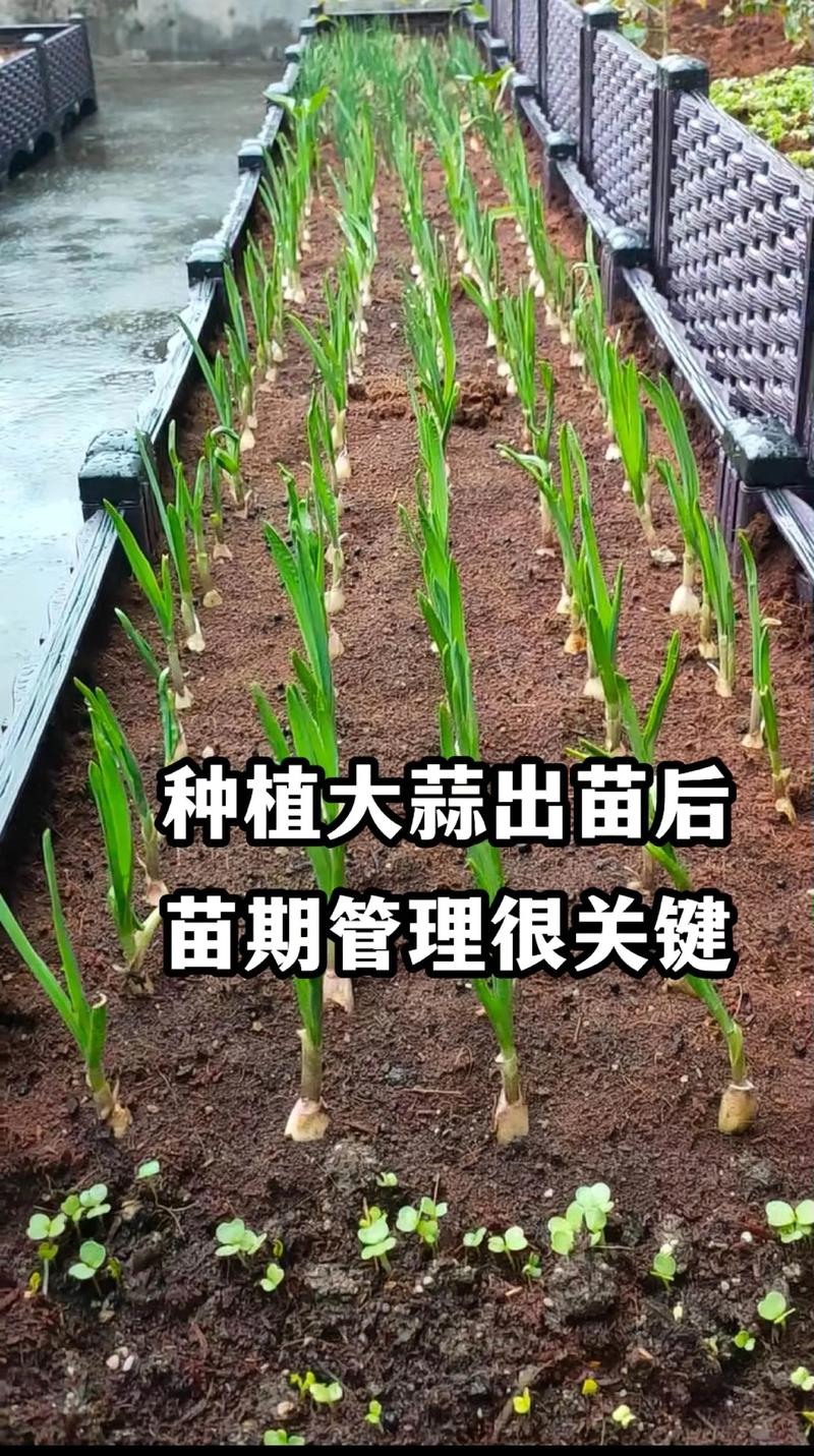 蒜苗种植技术视频如何高效播放学习？-图1